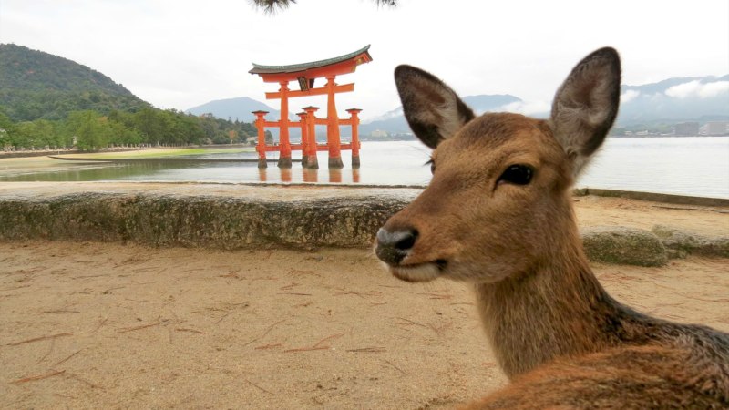 Geocache of the Week — Symbol of Miyajima
