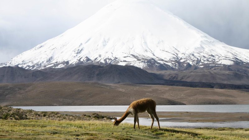 Chile Geocaching llama