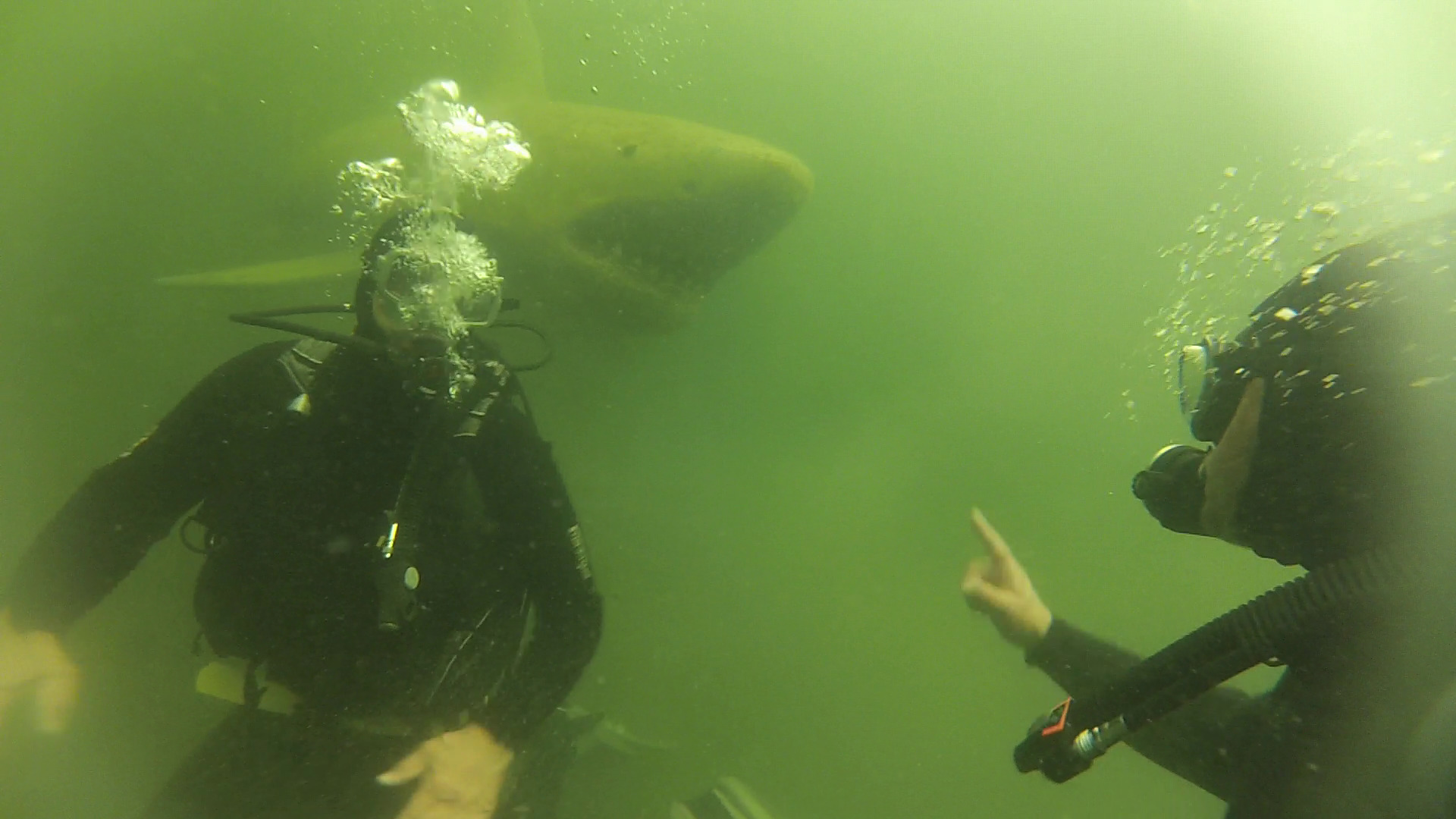 Two scuba divers underwater near a fake shark.
